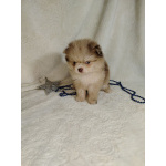 Померанские шпицы мини: шоколадный и мерле.