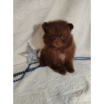 Померанские шпицы мини: шоколадный и мерле.