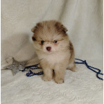 Померанские шпицы мини: шоколадный и мерле.