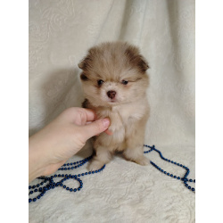 Померанские шпицы мини: шоколадный и мерле.