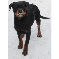 Подрощенные щенки ротвейлера