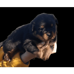 Щенки ротвейлера с документами РКФ