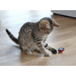 Очаровательная Манечка, ласковый тигровый котенок ищет дом