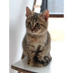 Очаровательная Манечка, ласковый тигровый котенок ищет дом