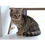 Очаровательная Манечка, ласковый тигровый котенок ищет дом