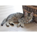 Очаровательная Манечка, ласковый тигровый котенок ищет дом