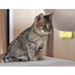 Очаровательная Манечка, ласковый тигровый котенок ищет дом