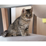 Очаровательная Манечка, ласковый тигровый котенок ищет дом