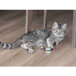 Очаровательная Манечка, ласковый тигровый котенок ищет дом