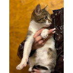 Ласковый котенок Бантик ищет дом!