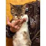 Ласковый котенок Бантик ищет дом!