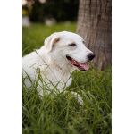 Чудесный пес Беляш ищет семью.