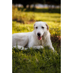 Чудесный пес Беляш ищет семью.