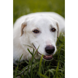 Чудесный пес Беляш ищет семью.