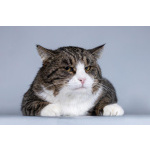 Молодая кошачья семья ищет дом.