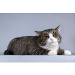 Молодая кошачья семья ищет дом.