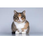 Молодая кошачья семья ищет дом.