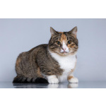 Молодая кошачья семья ищет дом.