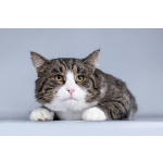 Молодая кошачья семья ищет дом.