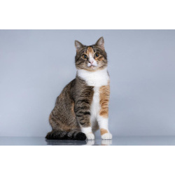 Молодая кошачья семья ищет дом.