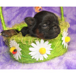 Девочка пти-брабансон