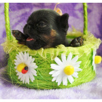 Девочка пти-брабансон