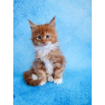 Мальчик Мейн-кун