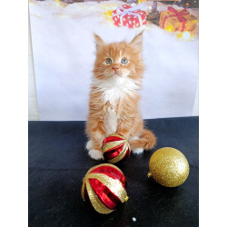 Мальчик 1 месяц Мейн-кун