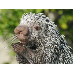 Цепкохвостый дикобраз