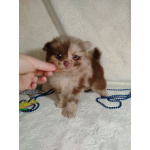 Померанский шпиц окраса мерле с Новогодней скидкой!