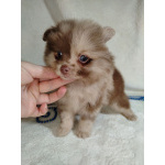 Померанский шпиц окраса мерле с Новогодней скидкой!