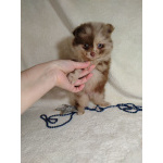 Померанский шпиц окраса мерле с Новогодней скидкой!