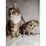 Померанский шпиц окраса мерле с Новогодней скидкой!