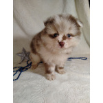 Померанский шпиц окраса мерле с Новогодней скидкой!