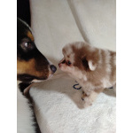 Померанский шпиц окраса мерле с Новогодней скидкой!