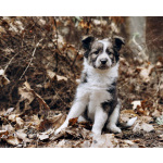 Срочно ищем добрых хозяев для щенков с голубыми глазами