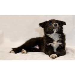 Срочно ищем добрых хозяев для щенков с голубыми глазами