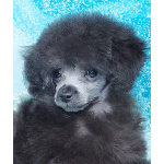 Пуделя щенок той серебристая девочка ДЖЕНТЛИ БОРН ИЛАЙДА