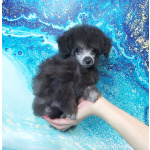 Пуделя щенок той серебристая девочка ДЖЕНТЛИ БОРН ИЛАЙДА