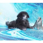 Пуделя щенок той серебристая девочка ДЖЕНТЛИ БОРН ИЛАЙДА