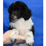 Щенок той пудель арлекин Джентли Борн Пиккер