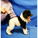 Щенок той пудель арлекин Джентли Борн Пиккер