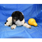 Щенок той пудель арлекин Джентли Борн Пиккер