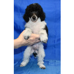 Щенок той пудель арлекин Джентли Борн Пиккер