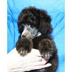 Щенок пуделя миниатюрный мальчик серебристый Джентли Борн Рикки