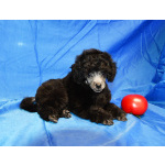 Щенок пуделя миниатюрный мальчик серебристый Джентли Борн Рикки