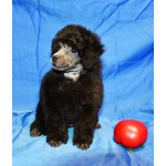 Щенок пуделя миниатюрный мальчик серебристый Джентли Борн Рикки