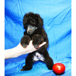 Щенок пуделя миниатюрный мальчик серебристый Джентли Борн Рикки