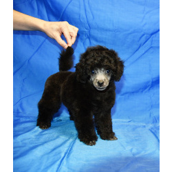 Щенок пуделя миниатюрный мальчик серебристый Джентли Борн Рикки