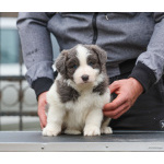 Border Collie – щенки